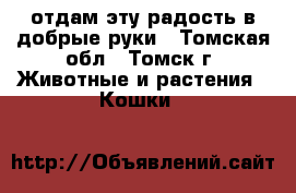 отдам эту радость в добрые руки - Томская обл., Томск г. Животные и растения » Кошки   